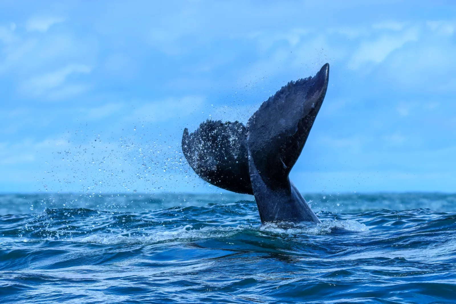 The tail of a humpback whale rising above the sea